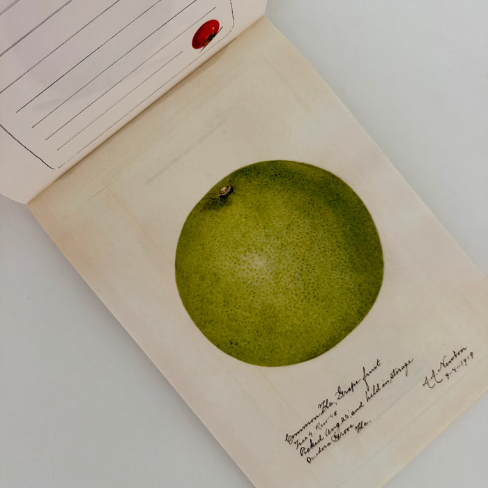 100 Writing and Crafting Papers of Fruit