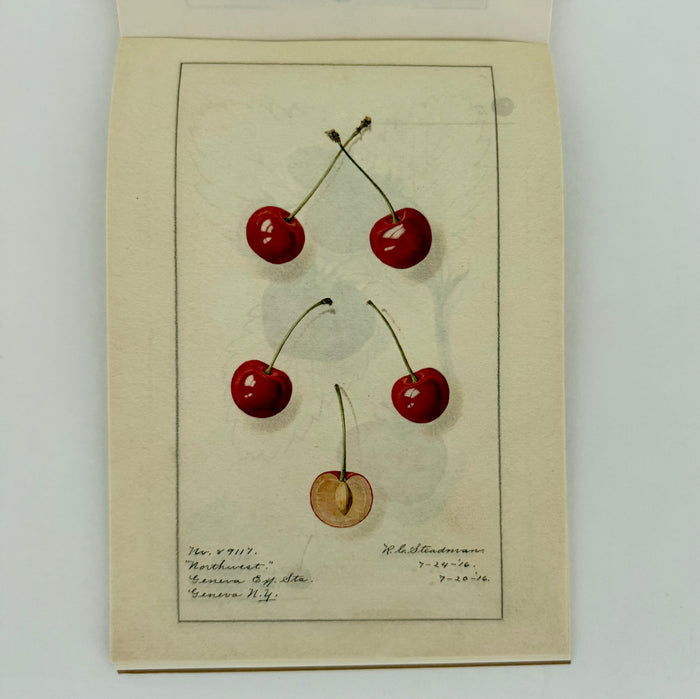 100 Writing and Crafting Papers of Fruit