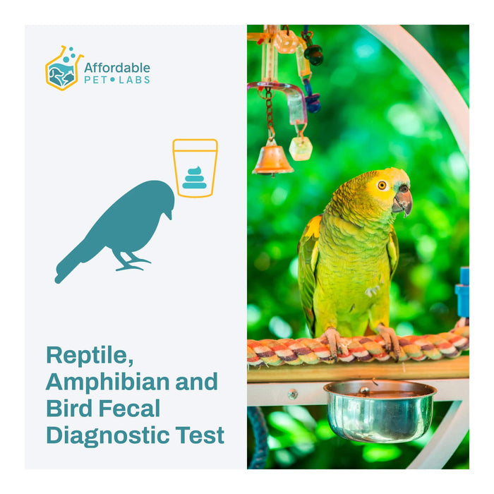 Affordable Pet Labs - Reptile, Amphibian & Bird Fecal Diagnostic Test, Easy Home Kit - AF21R - Kit - 2