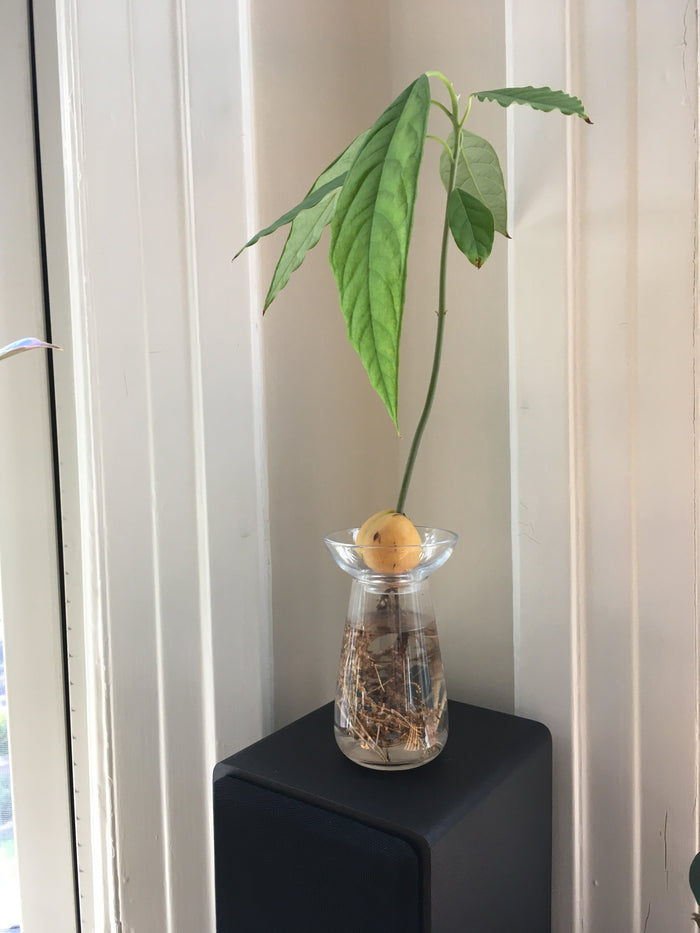 Aqua Culture Vase | Small