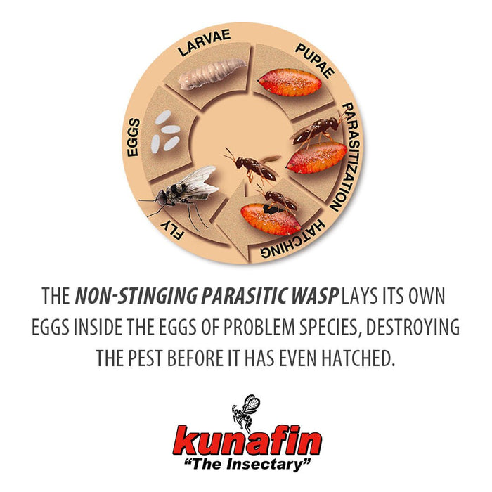 Biological Fly Control by Kunafin - KFA1 - 5,000 Biological Fly Control Parasites - 3
