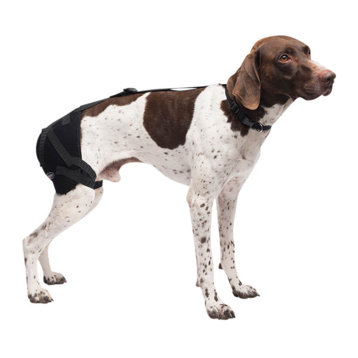 Caldera Pet Therapy Hip Wrap with Therapy Gel - 014CAL-15002 - Medium - 2