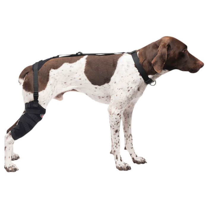 Caldera Pet Therapy Tall Stifle Wrap with Therapy Gel - 014CAL-15006 - Medium - 1