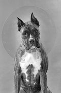 ClearCollar Elizabethan Restraint Collar, Size 18 - 014JOR-J500C - 18 - 1