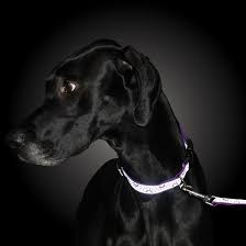 Coastal Pet Lazer Brite Dog Leash, 6' x 1" - C2BL - Blue Lagoon Wave - 6