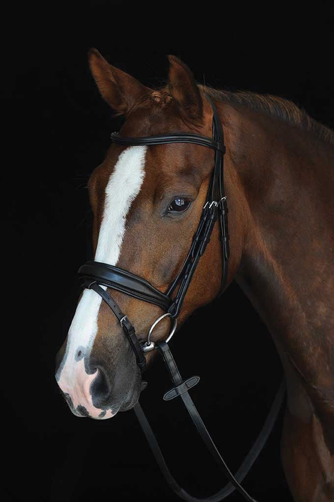 Collegiate Mono Crown Padded Raised Flash Bridle - 0V1U1 - Black - Oversized - 1