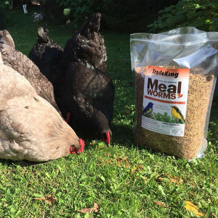 Dried Mealworms for Wild Birds, Chickens, Fish, & Reptiles - NC22 - 1 lbs - 2