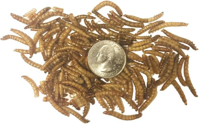Dried Mealworms for Wild Birds, Chickens, Fish, & Reptiles - NC22 - 1 lbs - 6