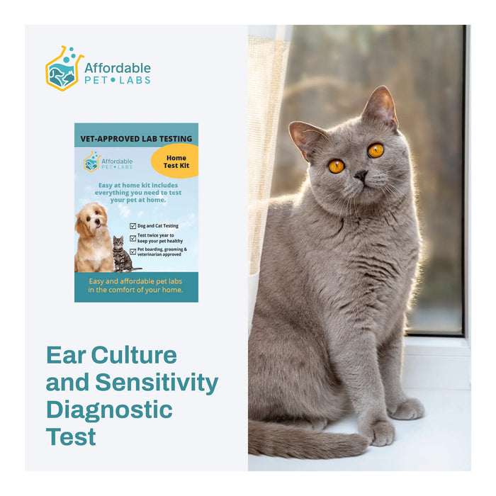 Ear Culture and Sensitivity Diagnostic Test For Cats, Easy Home Kit - AF21L - 1