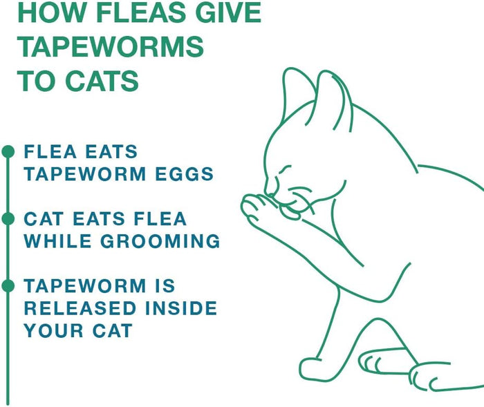 Elanco Tapeworm Cat Dewormer, 3 tablets - E8BC - 5