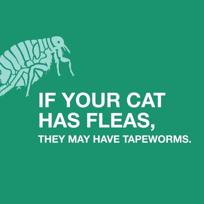 Elanco Tapeworm Cat Dewormer, 3 tablets - E8BC - 6