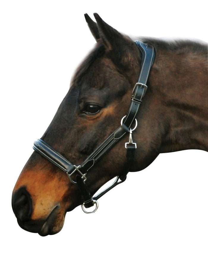 HDR Stress Free Fancy Stitch Leather Halter - J0AC6 - Black - Cob - 1