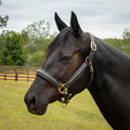Jeffers Softie Padded Leather Halter for Horses - GAG1W5 - Havana - Cob - 1