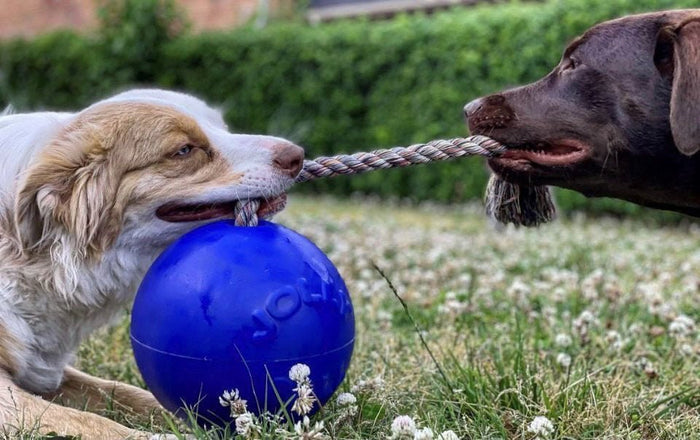 Jolly Pets Romp - n - Roll Ball – Tough Scented Dog Toy for Tug, Fetch & Water Play - H7U1 - 6" - Blue - 4