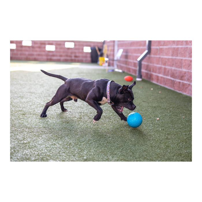 Jolly Soccer Ball for Dogs – Durable, Floating, Puncture - Resistant, Fetch Toy, Made in USA - H7UA - Orange - 3" Mini - Vanilla - 8