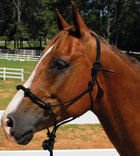 Knotted Poly Rope Training Halter, Yearling - 121ADA - 2