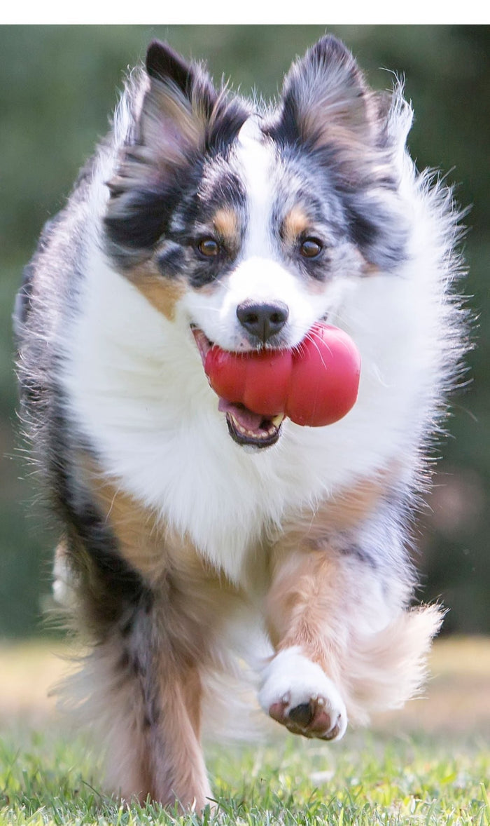KONG Classic Dog Toy - K93F - XS Red Kong, 2.25" - Single - 7