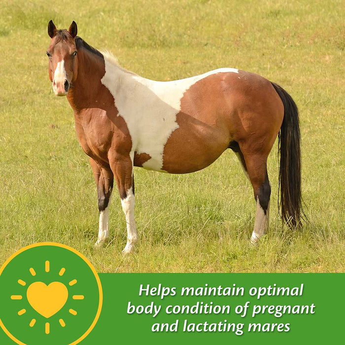 Mare Plus Gestation and Lactation Supplement - FAMS - 5 lb Mare Plus Gestation and Lactation Supplement - 3