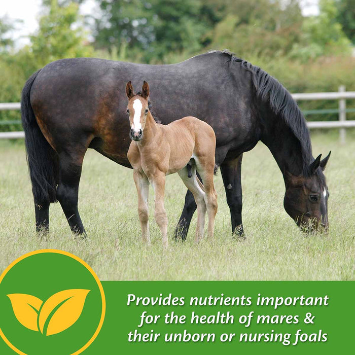 Mare Plus Gestation and Lactation Supplement - FAMS - 5 lb Mare Plus Gestation and Lactation Supplement - 4