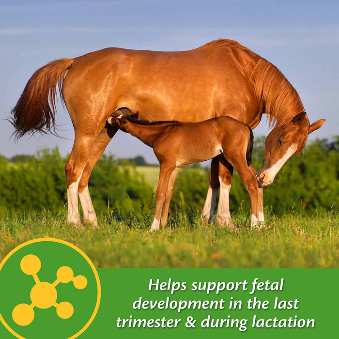 Mare Plus Gestation and Lactation Supplement - FAMS - 5 lb Mare Plus Gestation and Lactation Supplement - 5