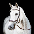 Micklem 2.0 Multi Bridle for Horses – Adjustable Bit Straps, Padded Leather, Pressure - Relief Design - FO50G - Dark Havana - Full - 1