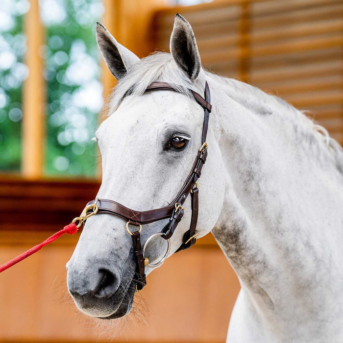 Micklem 2.0 Multi Bridle for Horses – Adjustable Bit Straps, Padded Leather, Pressure - Relief Design - FO50G - Dark Havana - Full - 3