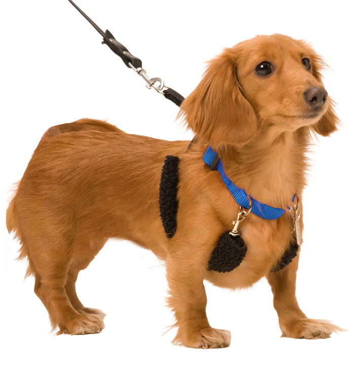 Original Sporn Training Halter, Blue - 3N1W - Small - 2