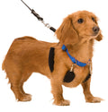 Original Sporn Training Halter, Blue - 3N1W - Small - 2