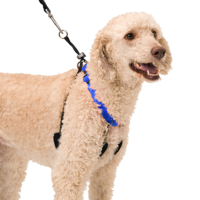 Original Sporn Training Halter, Blue - 3N1Z - Large - 6