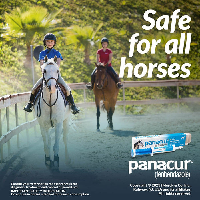 Panacur Equine Fenbendazole Dewormer Paste, 25 g - I6PL - Single Pack - 3