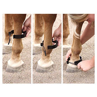Paw - B - Gone Horse Ankle Bands, Pair - JTIEN - Paw - B - Gone Ankle Bands, horse - 2