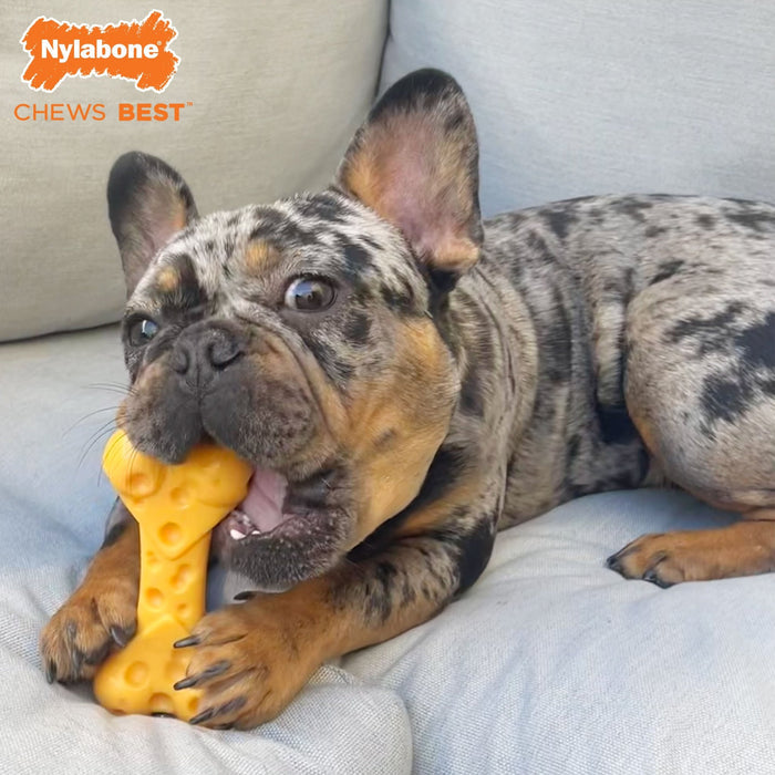 Power Chew Cheese Dog Toy, X - Large/Souper, 50+ lbs - N9ZF - Cheese - X - Large/Souper - 6