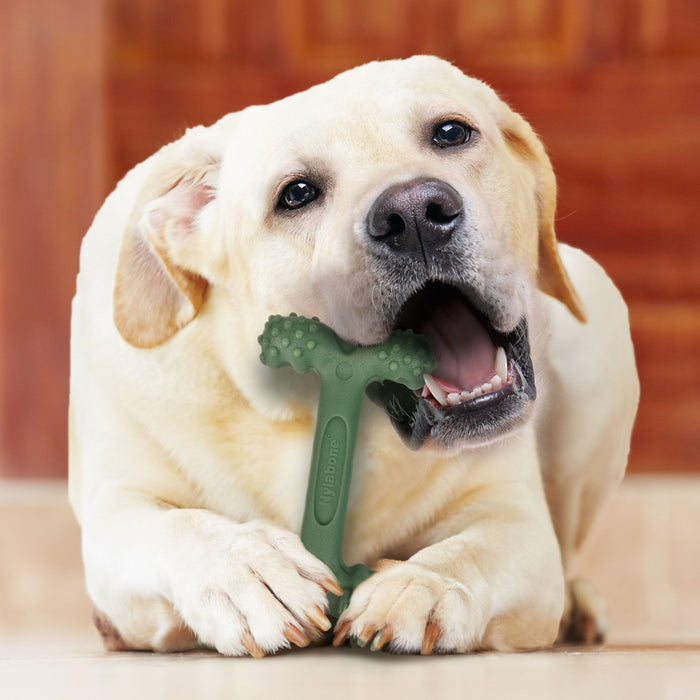 Power Chew Easy - Hold Dog Dental Chew Toy, Bacon, Large/Giant, Up to 50 lbs - N9ZM - Bacon - Large/Giant - 5