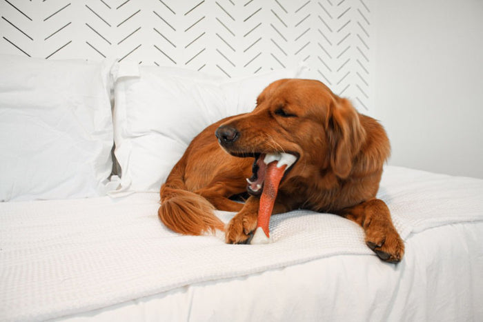 Power Chew Femur Dog Bone Alternative, Beef, Large/Giant, Up to 50 lbs. - N9ZP - Beef - Large/Giant - 4