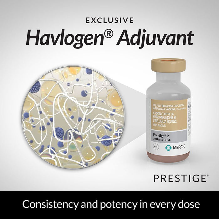 Prestige 2 Horse Vaccine - I61A - 1 Dose - 5