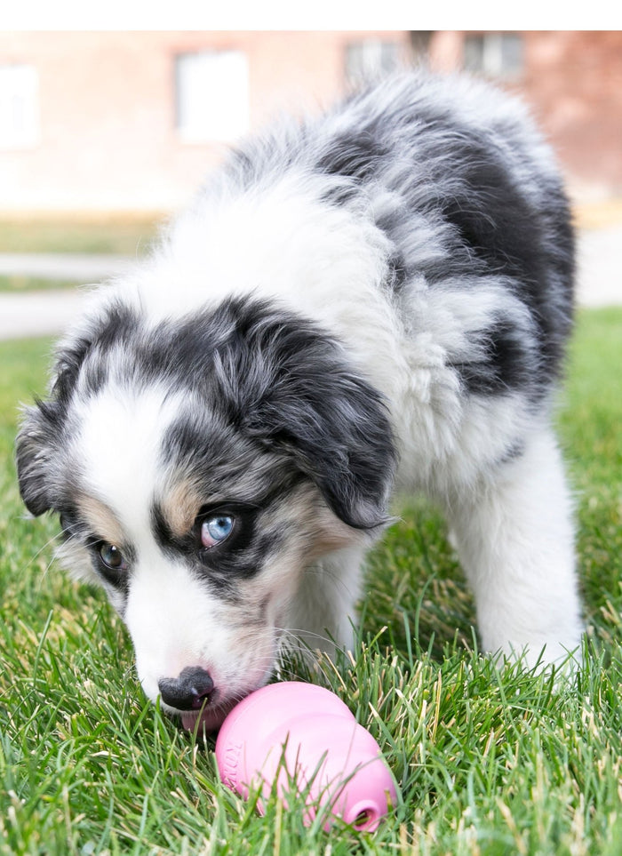 Puppy KONG - K93G - Puppy Kong, X - Small (2¼") - 6