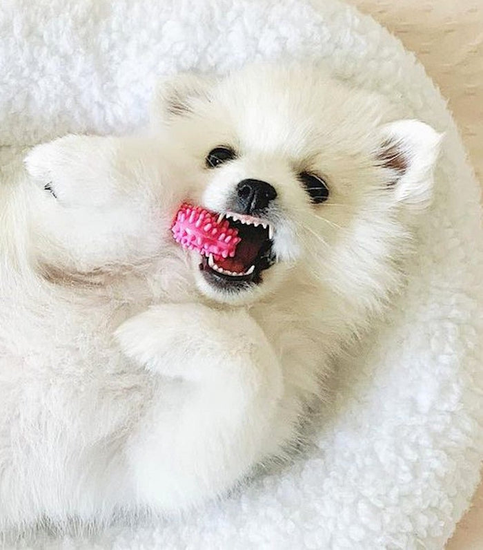 Puppy Teething & Soothing Flexible Chew Toy, Chicken, Pink, X - Small/Petite, Up to 15 lbs. - N9112 - Chicken - X - Small/Petite - 7
