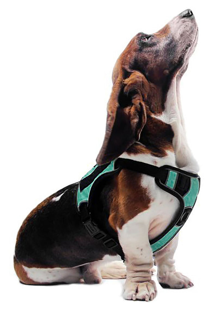 Quest Multi - Purpose Harness, XSmall - DLCP - Blue - 8