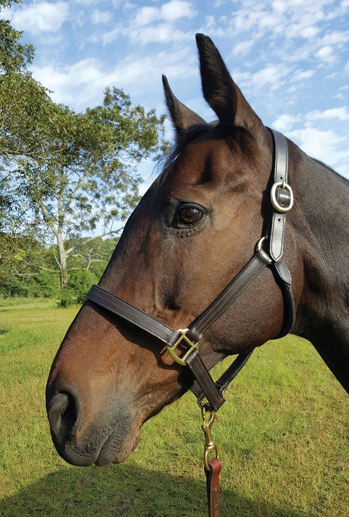 Royal King Preakness Leather Track Horse Halter - JTIKB - Preakness Track Halter, Horse - 7