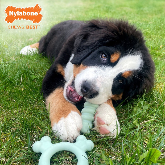 Sensory Material Puppy Teething Ring, Chicken, Small/Regular, Up to 25 Ibs - N9118 - Chicken - Small/Regular - 8
