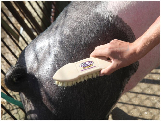 Tampico Pig Brush - WLCDV - 3