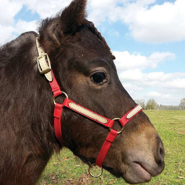 Tough1 Miniature Nylon Breakaway Halter, Large - JTIFB - Purple - 1