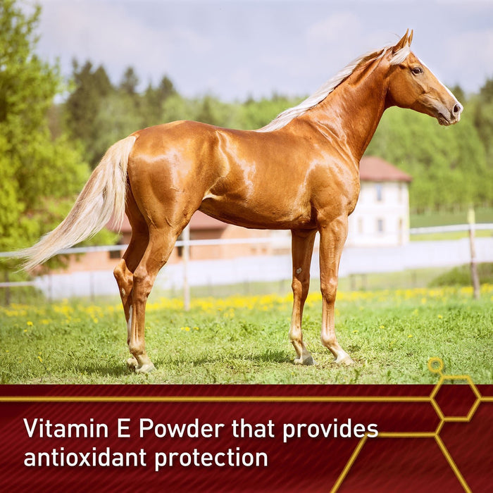 Vita Flex E - 5000 Premium Quality Vitamin E, 128 Day Supply - FA5U - 4lbs - 4